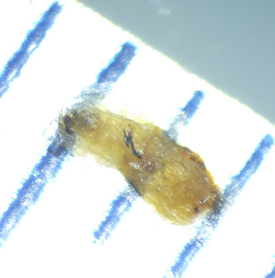 Size of the whitish element extracted from the infructescence of 'Dalmatia' ripe fig no. 4.
