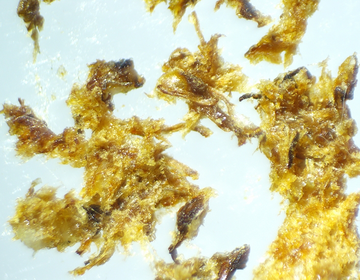 Hard mass extracted from the soft infructescence of the D4 ripe fig: appearance after fragmentation/crushing.