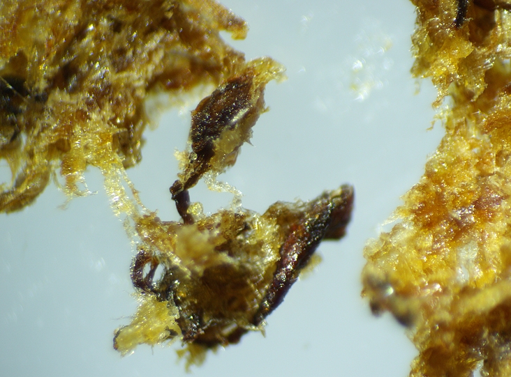 Fragments of the hard mass extracted from the soft infructescence of the D4 ripe fig.