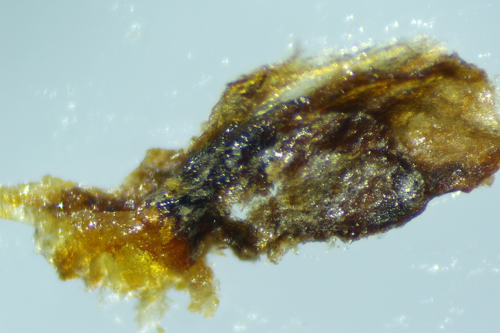 Fragment of the hard mass extracted from the soft infructescence of the D4 ripe fig.