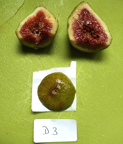 D3 'Dalmatie' ripe fig, before the examinations (naked eye and stereomicroscope).