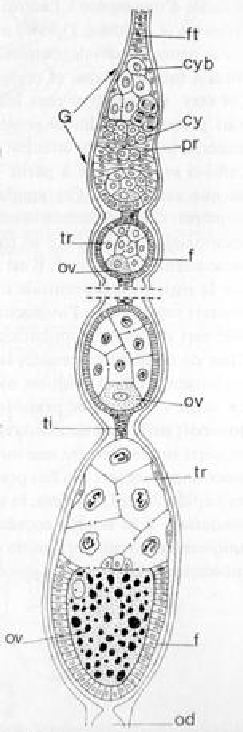 Meroistic and polytrophic ovariole in Drosophila.